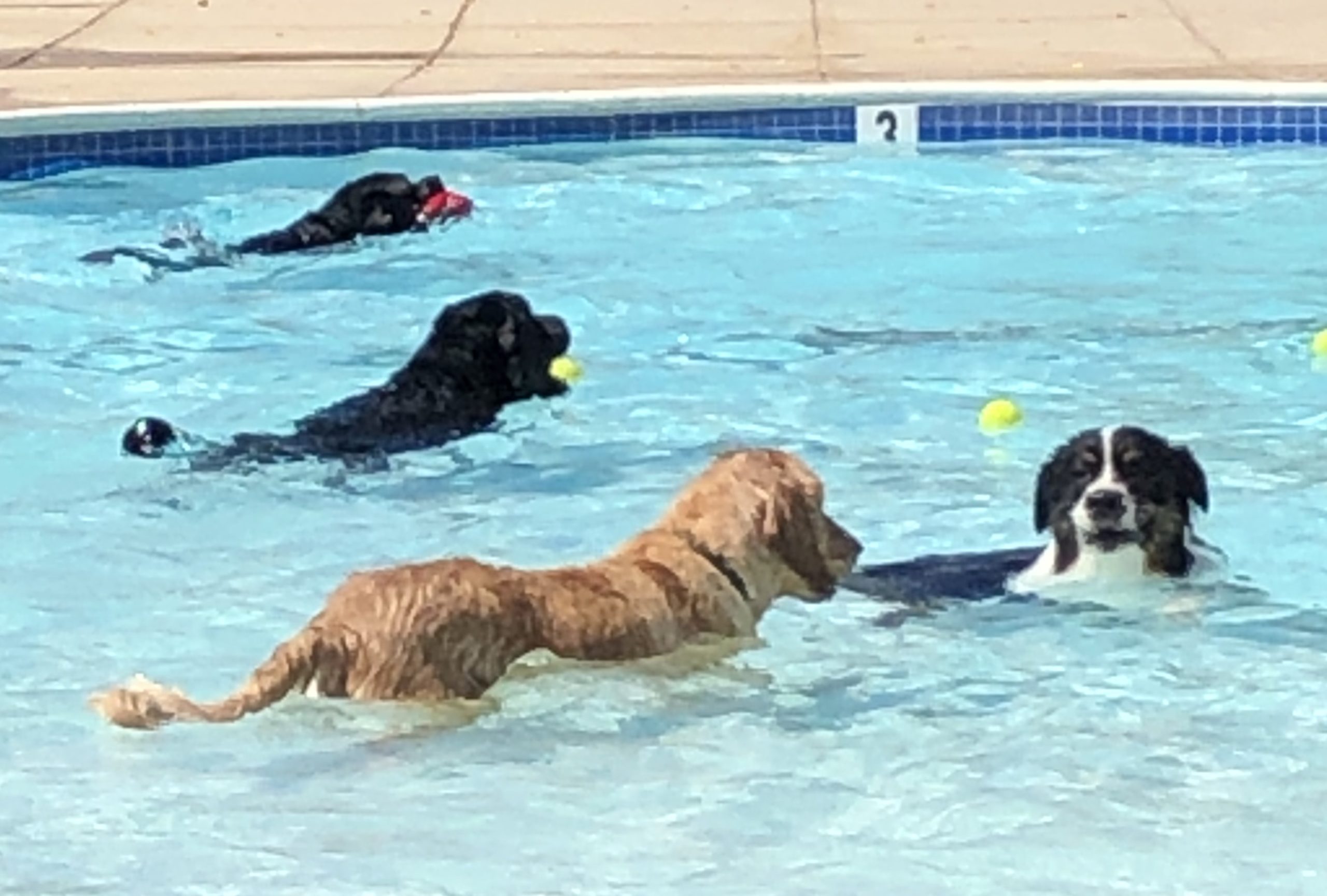 dog swimming aid