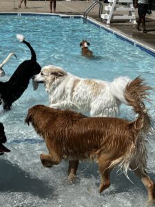 IMG_5452 IMG_5452