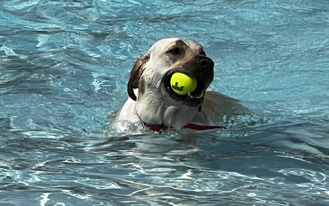 2023 Dog Swim