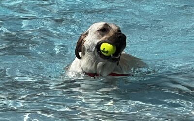 2023 Dog Swim