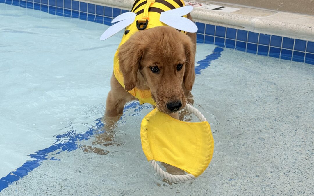 2026 Dog Swim